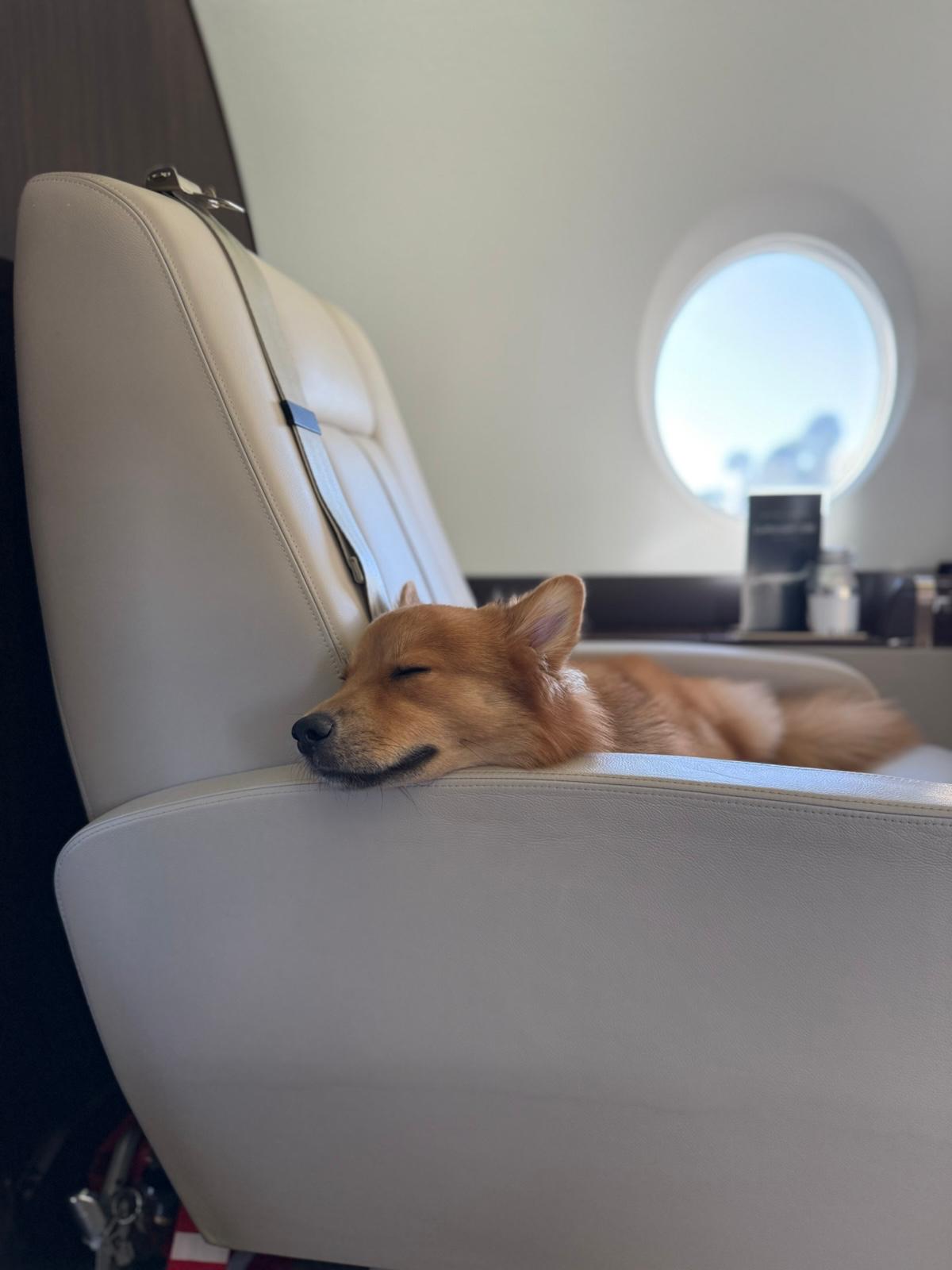 Multiple dogs flying together private charter — fly with all your pets no limit