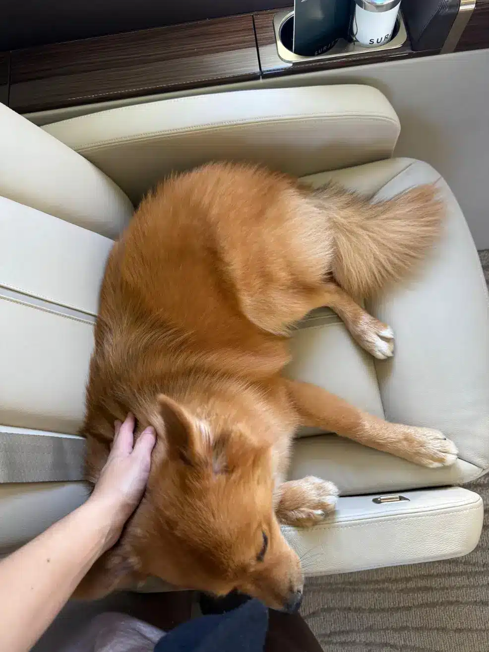 Cat flying private jet cabin — fly with your cat no cargo hold