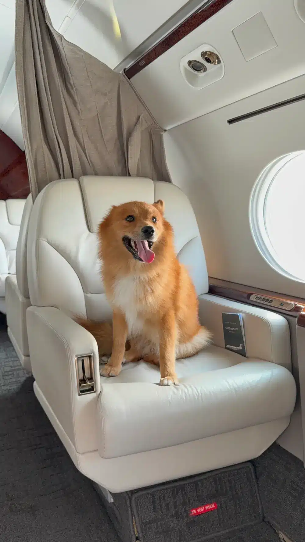 Fly with your pet on a private jet — pet friendly charter Fly Tango Jets