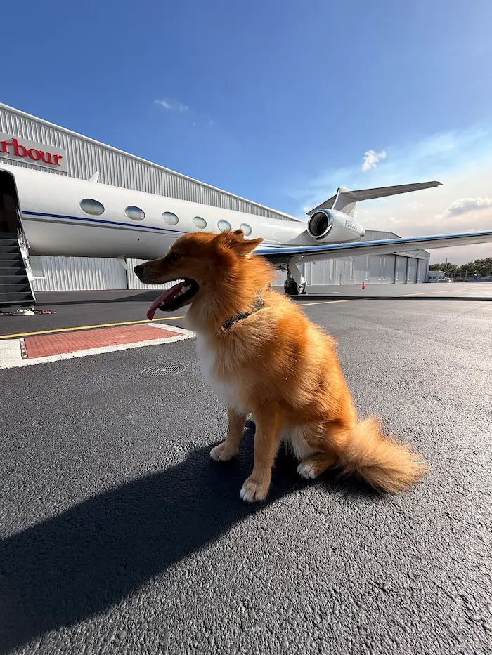 Exotic pet bird parrot flying private — fly with your exotic pet charter